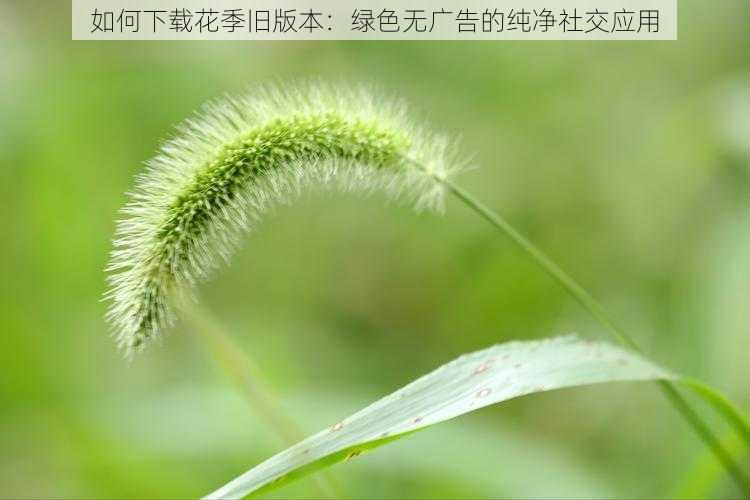 如何下载花季旧版本：绿色无广告的纯净社交应用